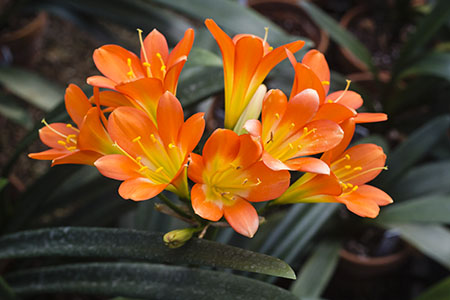 Colorado Clivia plant number 2860A.  Clivia miniata, Bronze x Hattori No. 53.