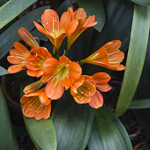 Colorado Clivia plant number 2920A.  Clivia miniata, Multi-Petal x Koike.