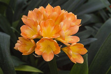 Colorado Clivia plant number 58B.  Clivia miniata, BC Red x TO Red.
