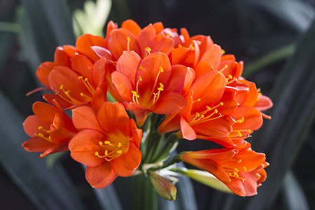 Colorado Clivia plant number 987B.  Clivia miniata, Slaven Red x Christie Red.