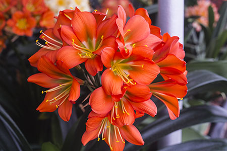Colorado Clivia plant number 1038E.  Clivia miniata, Red Spider.