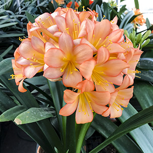 Colorado Clivia plant number 1236B.  Clivia miniata, Pink Princess x SPCA Pink.