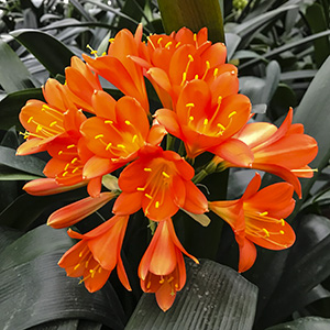 Colorado Clivia plant number 1314A.  Clivia miniata, Red Green  Throat x Nakamura Red Green Throat.