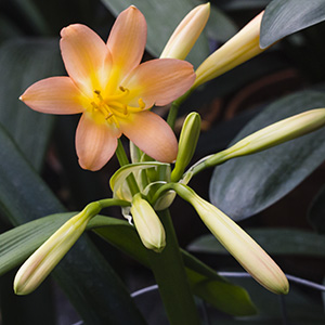 Colorado Clivia plant number 1876A.  Clivia miniata, Pastel x Tipperary Peach.
