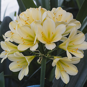 Colorado Clivia plant number 1995B.  Clivia miniata, (Tk Yellow x Hirao) x Hirao Green Flower.