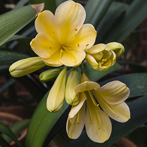 Colorado Clivia plant number 2027A.  Clivia miniata, Sunrise Sunset x Colorado Peach.