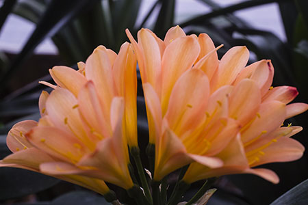 Colorado Clivia plant number 2108D.  Clivia miniata, Peach Glow.