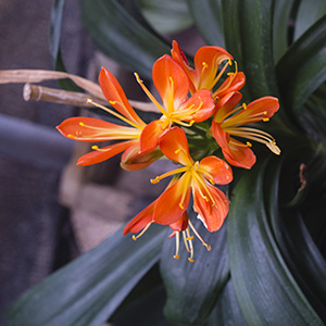 Colorado Clivia plant number 2310B.  Clivia miniata, TK Bronze x Hattori Bronze.