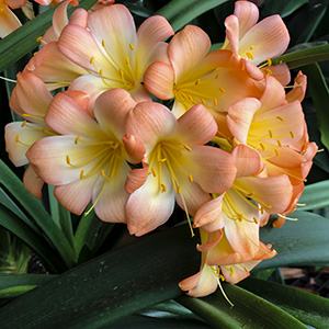 Colorado Clivia plant number 2389B.  Clivia miniata, Emma Leslie x sibling.