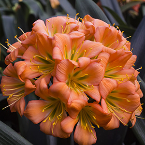 Colorado Clivia plant number 2472B.  Clivia miniata, Chubb