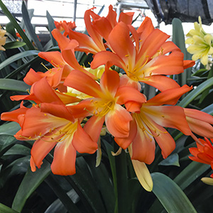 Colorado Clivia plant number 2483B.  Clivia miniata, Vico Yellow Orange x Chiba Lily.