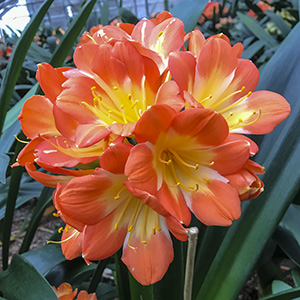 Colorado Clivia plant number 2519B.  Clivia miniata, Playboy x Magnum.