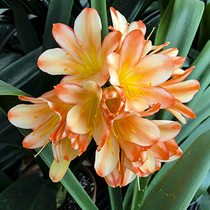 Colorado Clivia plant number 2529A.  Clivia miniata, Best Ghost 3 x Aura.