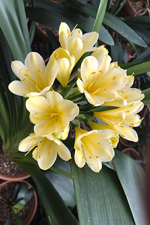 Colorado Clivia plant number 2580B.  Clivia miniata, Daruma Yellow x Daruma Yellow.