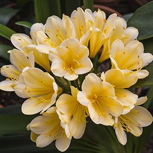 Colorado Clivia plant number 2583B.  Clivia miniata, Daruma Yellow x Daruma Yellow.