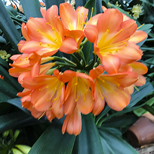 Colorado Clivia plant number 2599B.  Clivia miniata, Daruma Yellow x Kiss of the Angel.