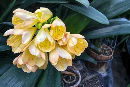Colorado Clivia plant number 2616B.  Clivia miniata, Meng Huan x Huang Technician Yellow.