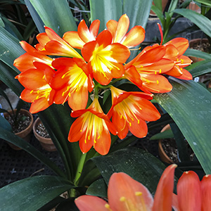 Colorado Clivia plant number 2643A.  Clivia miniata, OR004 x OR003.