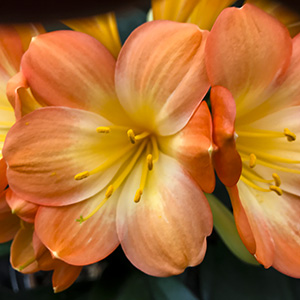 Colorado Clivia plant number 2699B.  Clivia miniata, Miyizakis Yellow x Hattori Bicolor.
