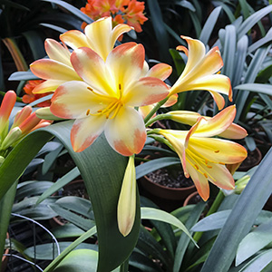 Colorado Clivia plant number 2719B.  Clivia miniata, Ruby F1 x Ruby F2.