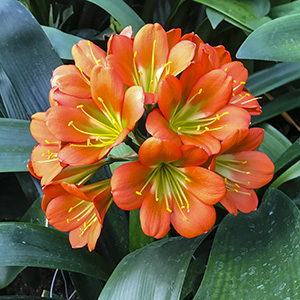 Colorado Clivia plant number 2767B.  Clivia miniata, (TC Bronze xDoomsday) x (Red Cyrt x Doris).