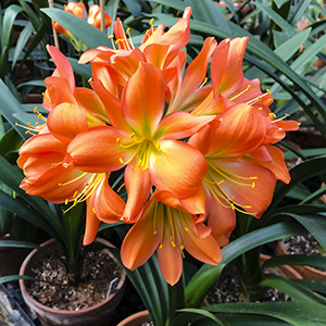 Colorado Clivia plant number 2774B.  Clivia miniata, Green Peach x Large Blossom Yellow.