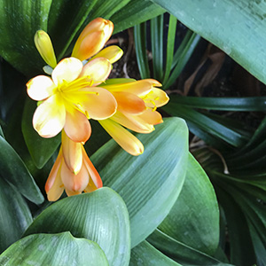 Colorado Clivia plant number 2776B.  Clivia miniata, Conway