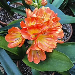 Colorado Clivia plant number 2788A.  Clivia miniata, (Nakamura x Chiba MP) x Large Flower MP.