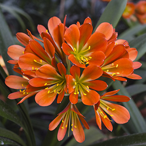 Colorado Clivia plant number 2794A.  Clivia miniata, Jean Delphine x Dark Bronze.