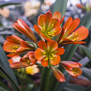 Colorado Clivia plant number 2794D.  Clivia miniata, Jean Delphine x Dark Bronze.