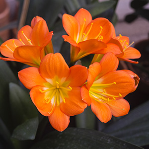 Colorado Clivia plant number 2842A.  Clivia miniata, Green Throated Peach x Hattori No. 2.