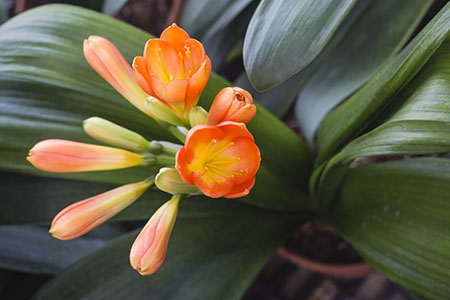Colorado Clivia plant number 2936E.  Clivia miniata, Mini Broad Leafed Daruma.