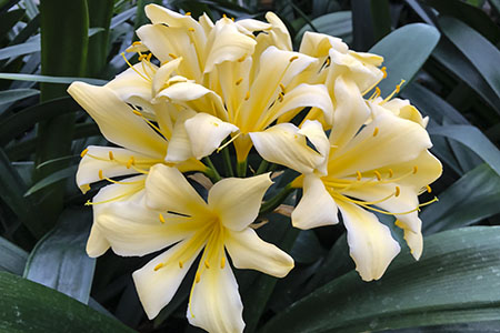 Colorado Clivia plant number 529B.  Clivia miniata, Belgium Pastel x Powder Puff.