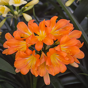 Colorado Clivia plant number 1034A.  Clivia miniata, Lady Luck x Pastel Heaven.