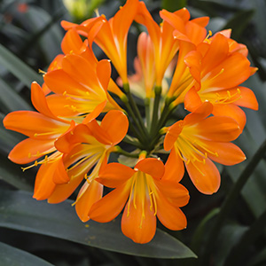 Colorado Clivia plant number 1034B.  Clivia miniata, Lady Luck x Pastel Heaven.