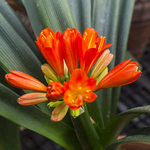 Colorado Clivia plant number 107A.  Clivia miniata, Hirao Red x TO Red.