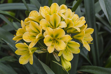 Colorado Clivia plant number 1137B.  Clivia miniata, Peach Princess x Super Peach.