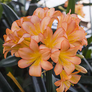 Colorado Clivia plant number 1236A.  Clivia miniata, Pink Princess x SPCA Pink.