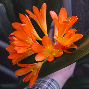 Colorado Clivia plant number 130A.  Clivia miniata, Hk Dark Tulip Red x SW Bronze.