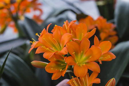 Colorado Clivia plant number 1385B.  Clivia miniata, Angelic Green x Green Giant.