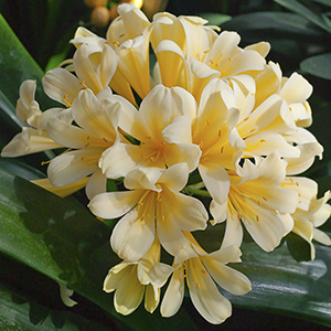 Colorado Clivia plant number 165A.  Clivia miniata, Wide Leaf Yellow.