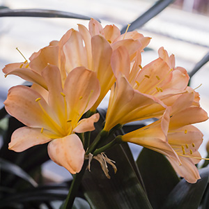 Colorado Clivia plant number 1850A.  Clivia miniata, Alick