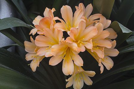 Colorado Clivia plant number 1850E.  Clivia miniata, Alick