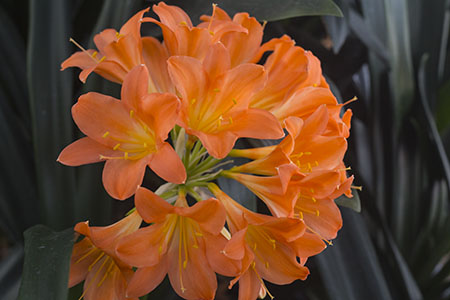 Colorado Clivia plant number 1860D.  Clivia miniata, Alick