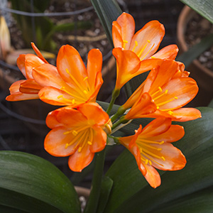 Colorado Clivia plant number 1874B.  Clivia miniata, White Lips 01 x White Lips 02.
