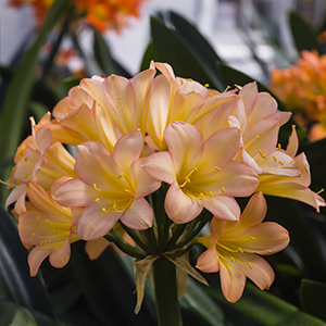 Colorado Clivia plant number 1881D.  Clivia miniata, Pastel x Tipperary Peach.
