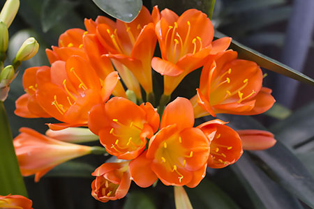 Colorado Clivia plant number 1905A.  Clivia miniata, Orbi Gorge Apricot x Cheryl