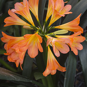 Colorado Clivia plant number 1907B.  Clivia miniata, White Lips 01 x White Lips 02.