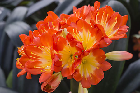Colorado Clivia plant number 1912D.  Clivia miniata, Multi-petal x Multi-petal.