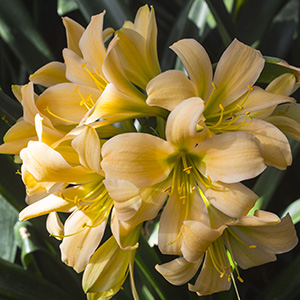 Colorado Clivia plant number 1926B.  Clivia miniata, Green Peach x Green Group 1.